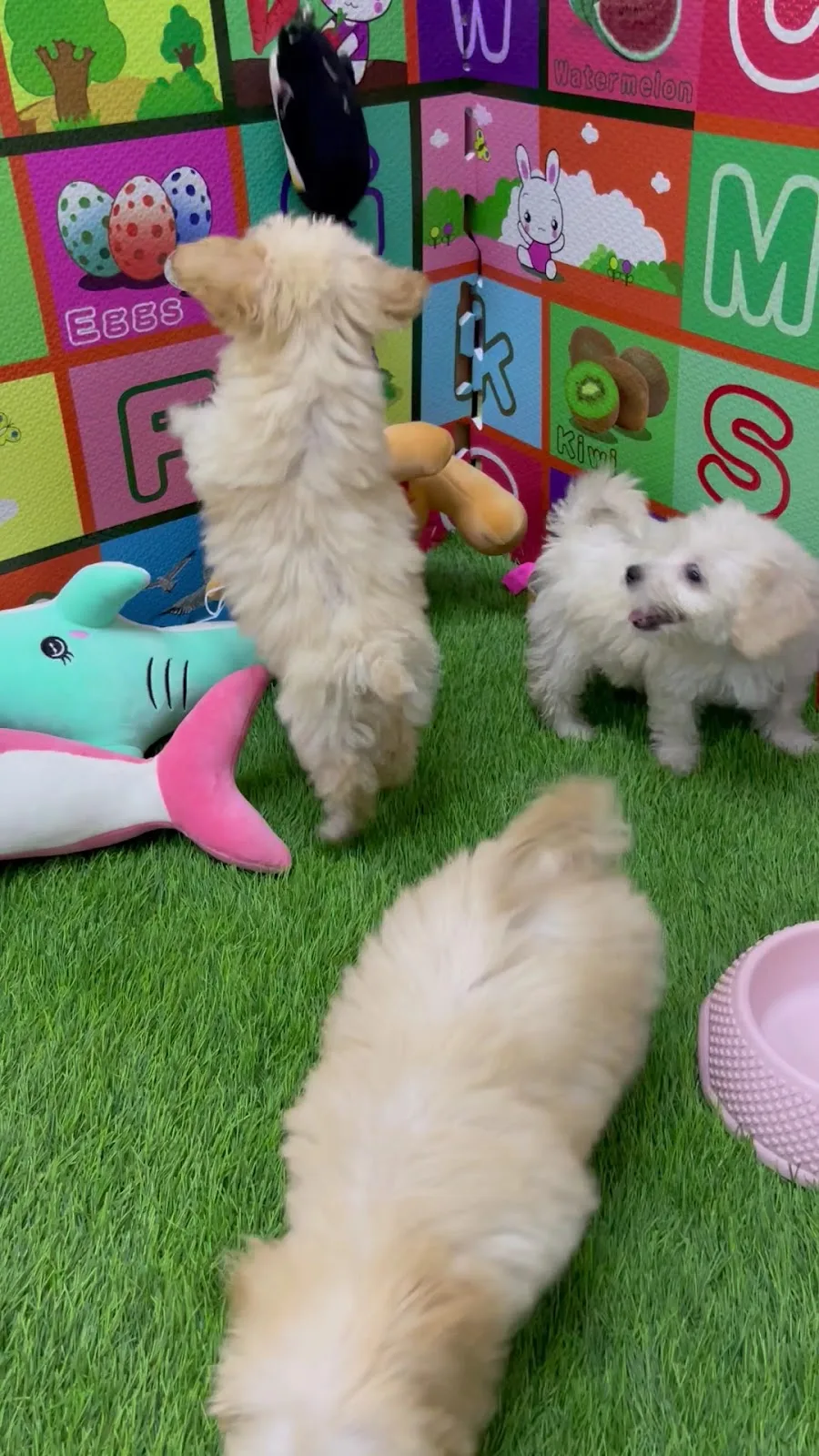 Puppies playing together on artificial grass with toys