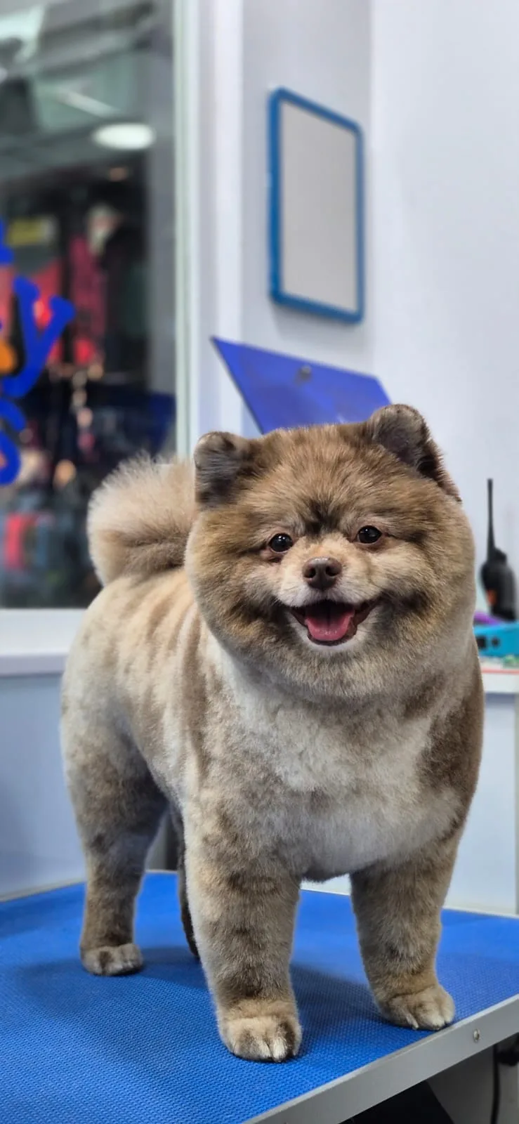 Sable Pomeranian smiling on the grooming table