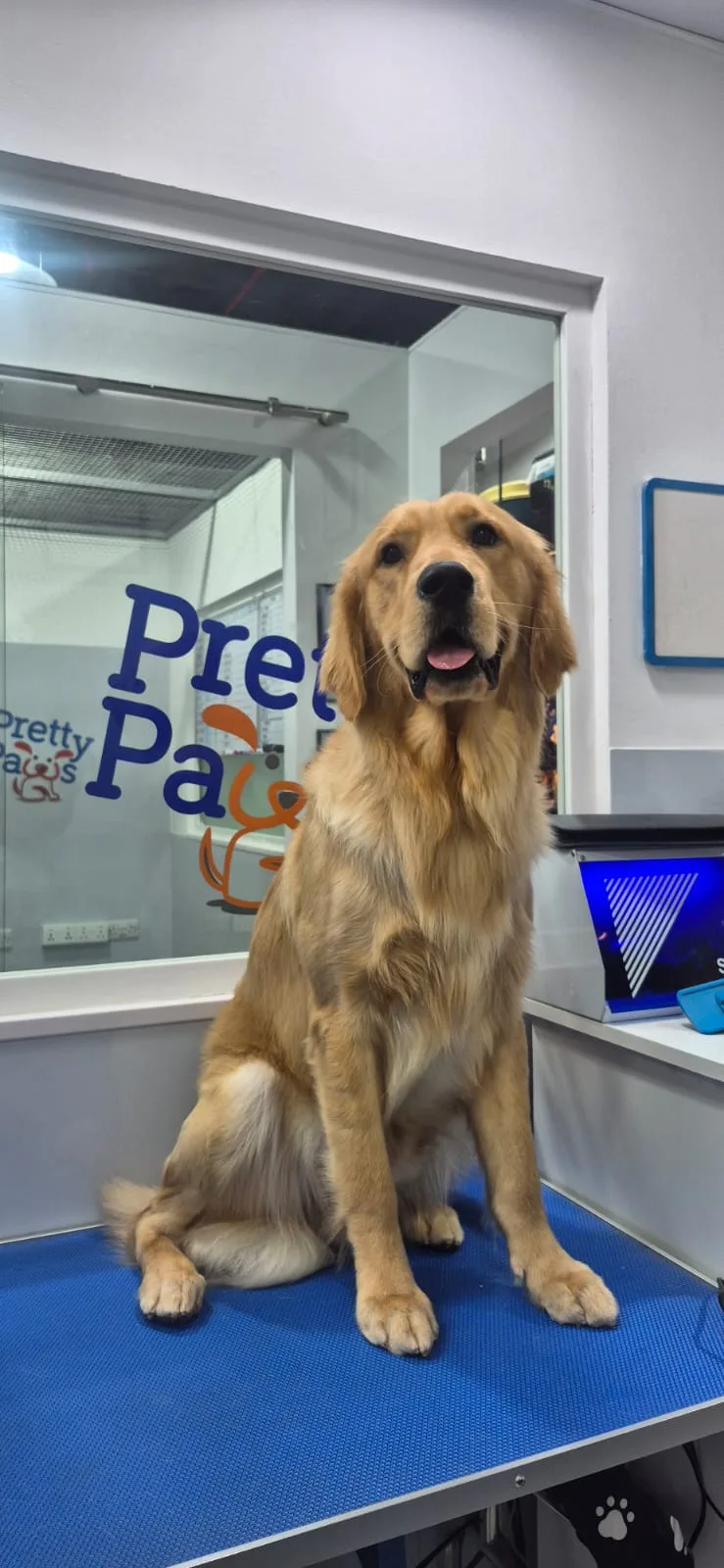 Golden-coated dog glossy after a bath at Pretty Paws