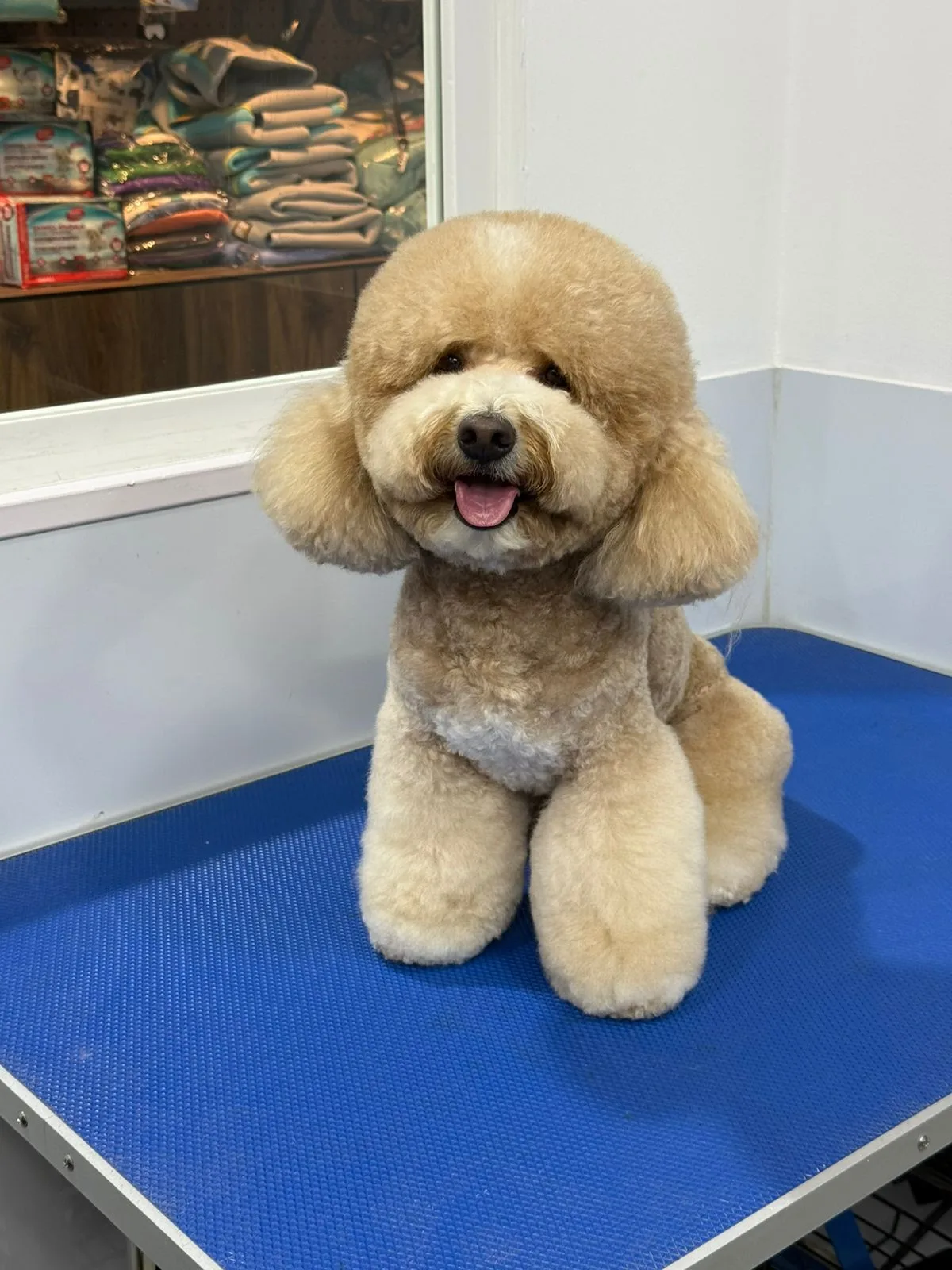 Apricot toy poodle with a round teddy-bear face