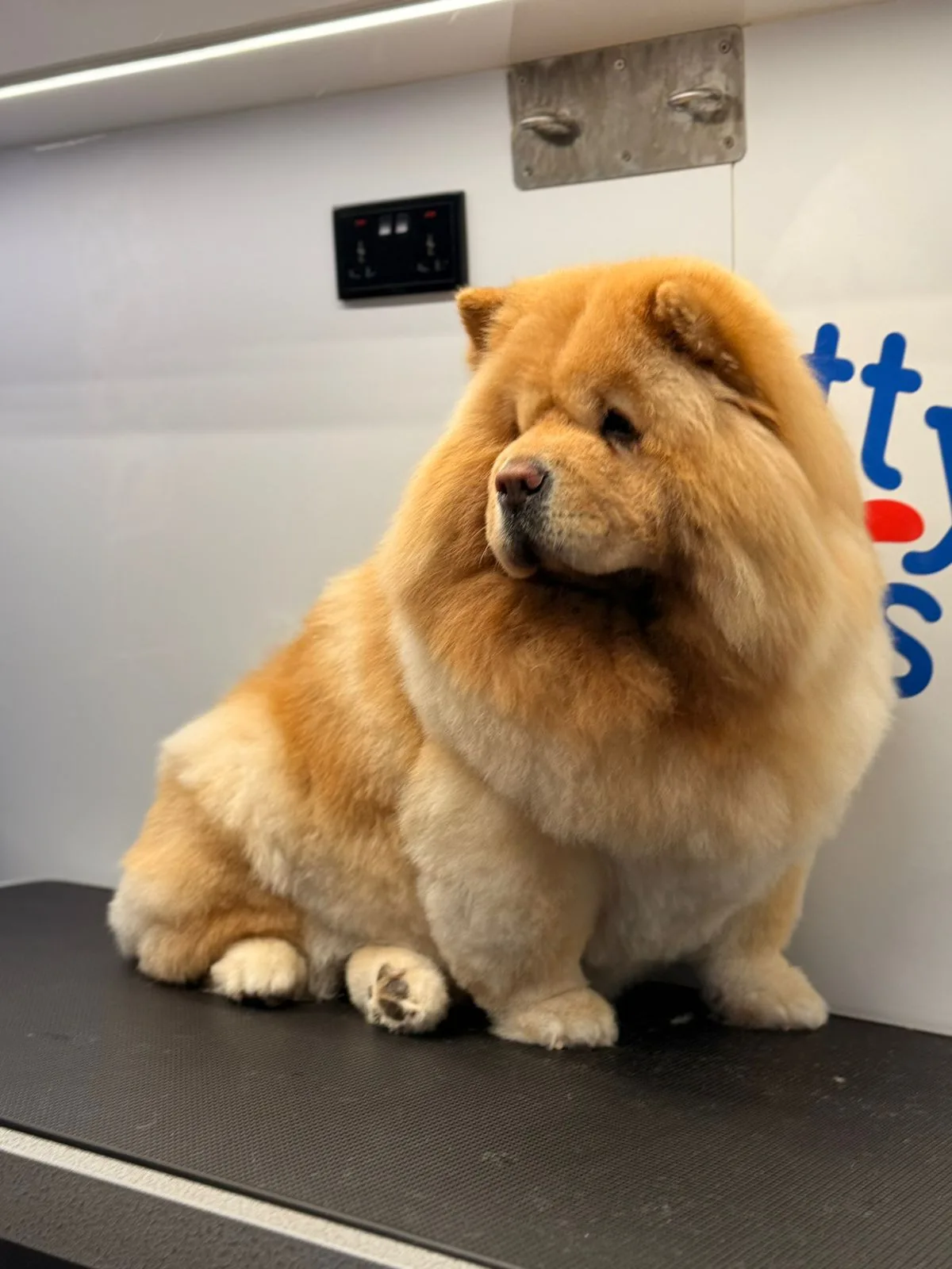 Fluffy orange Chow Chow groomed at Pretty Paws
