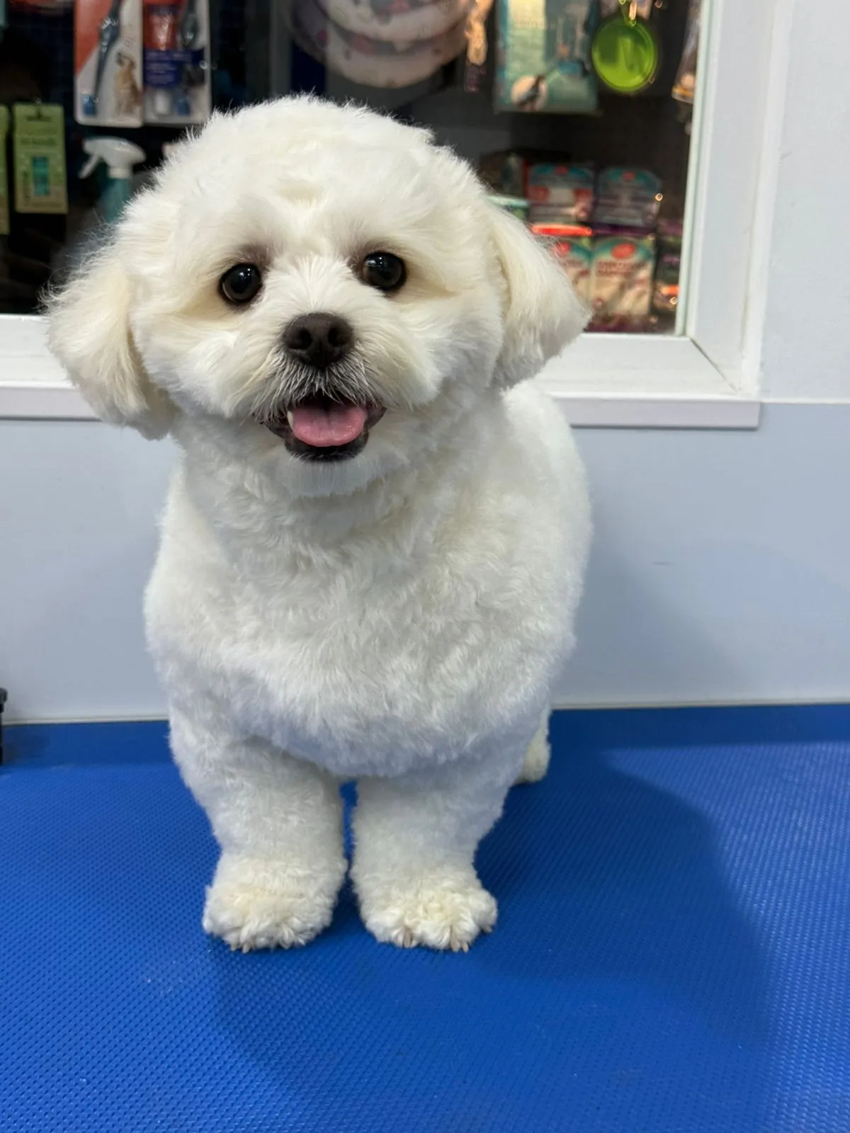 White Bichon dog groomed soft and bright
