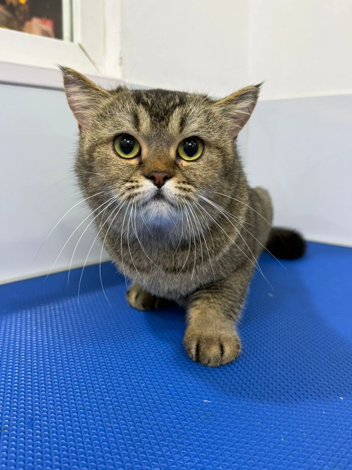 Tabby cat with big eyes on the grooming table