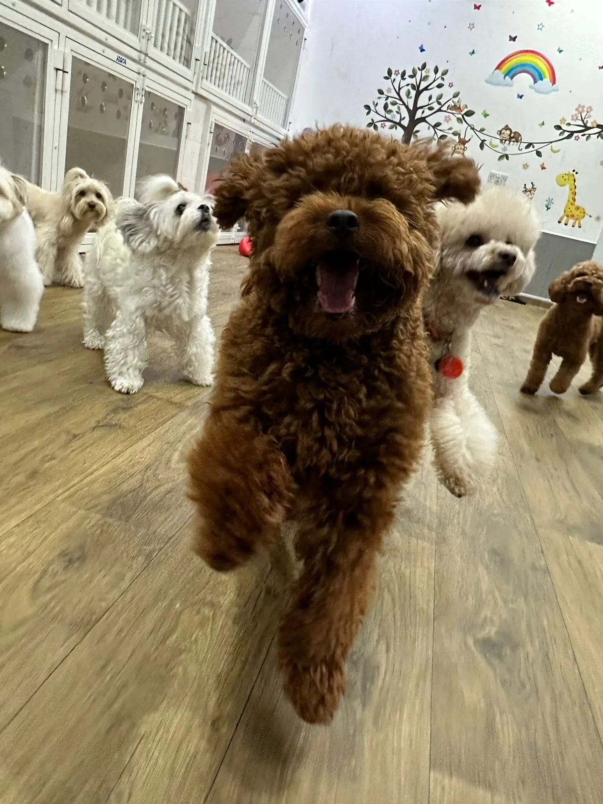Red toy poodle running during day care play