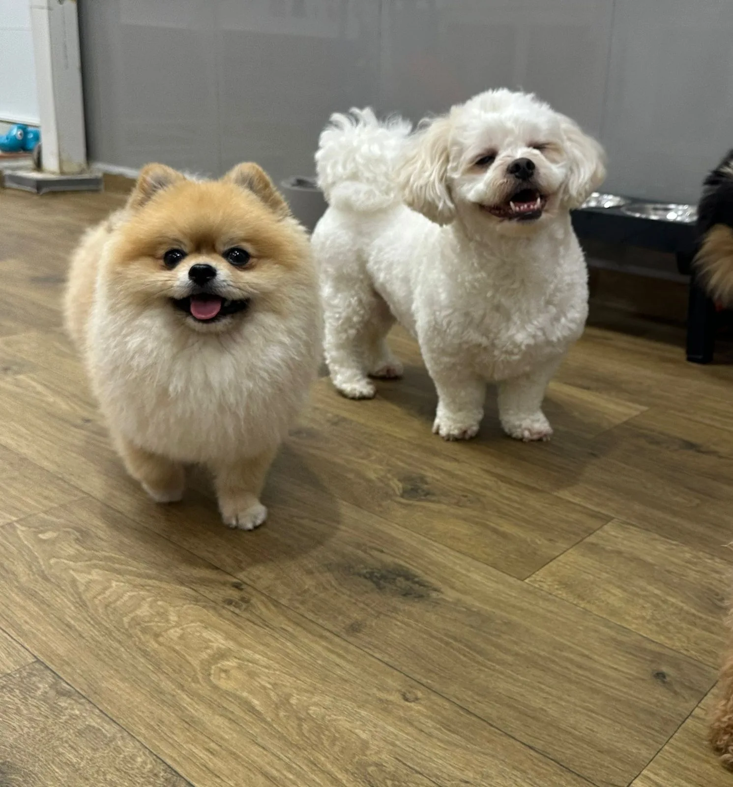 A Pomeranian and a white dog together after grooming