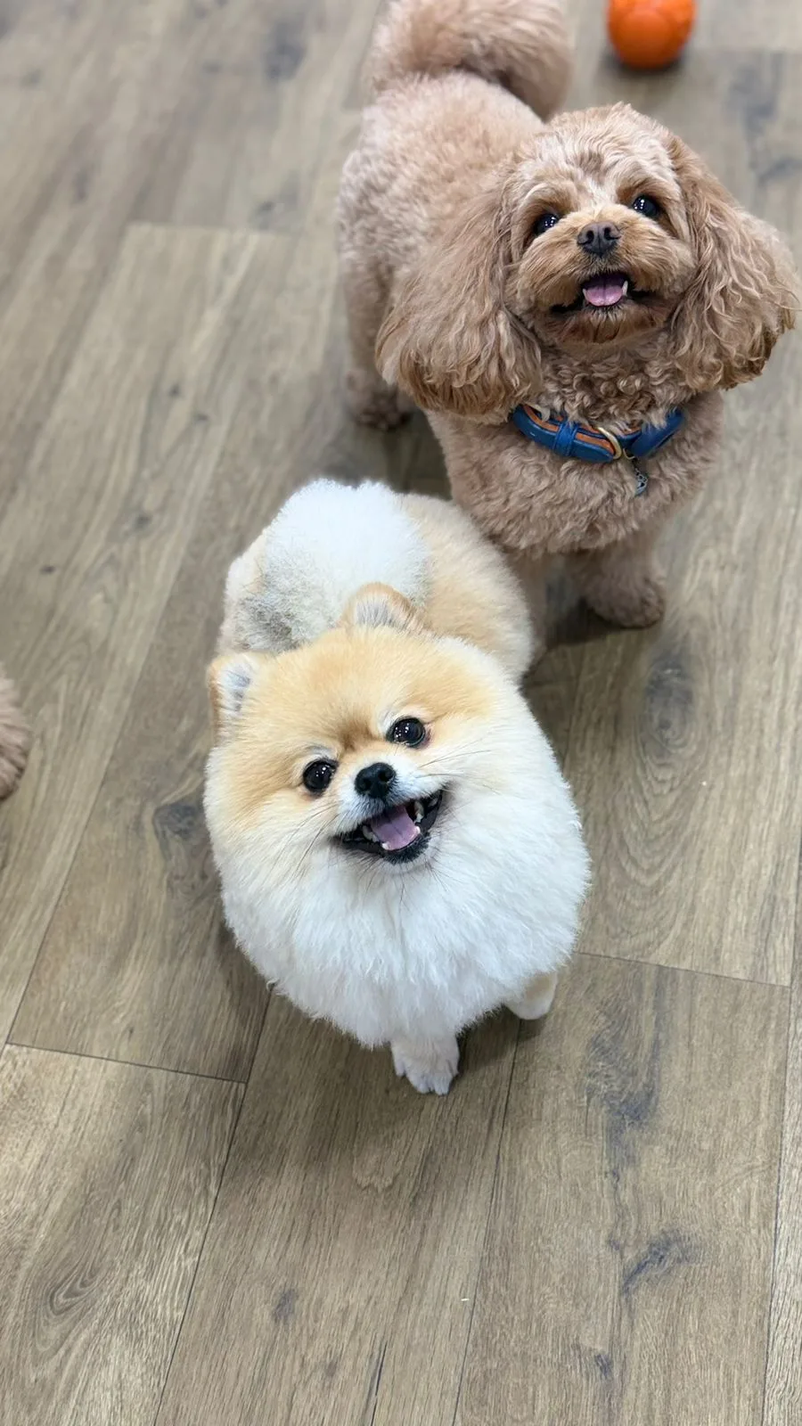 A red cavapoo and a cream Pomeranian looking up