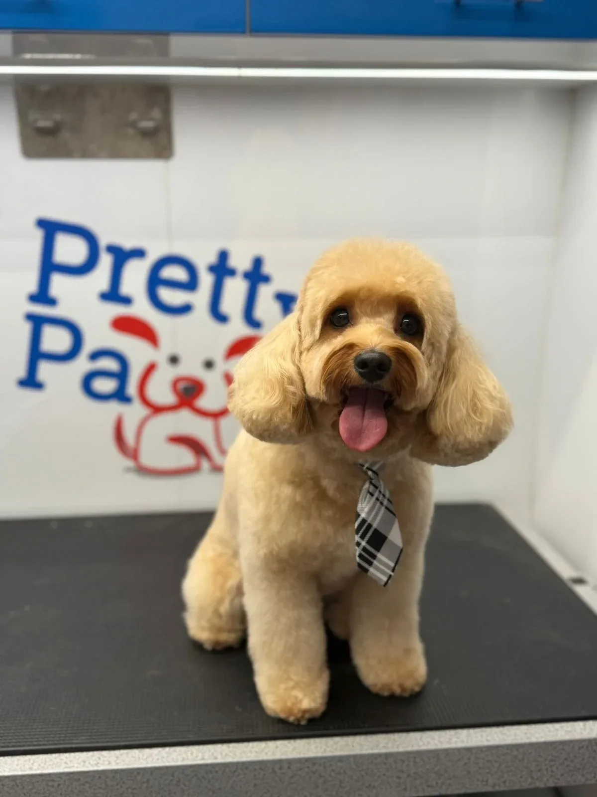 Apricot poodle groomed in front of the Pretty Paws logo