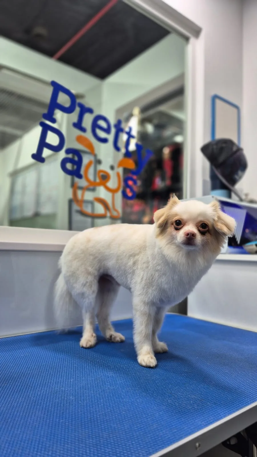 Cream long-haired Chihuahua standing on the grooming table