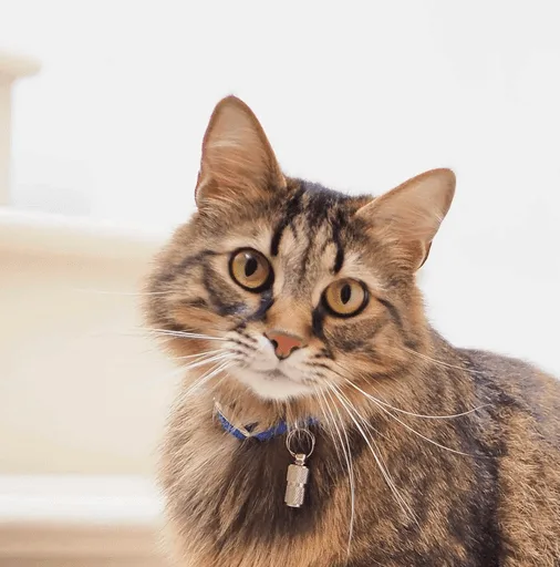 Long-haired tabby cat wearing a collar, looking content