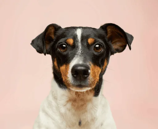 Jack Russell terrier portrait on a soft pink backdrop