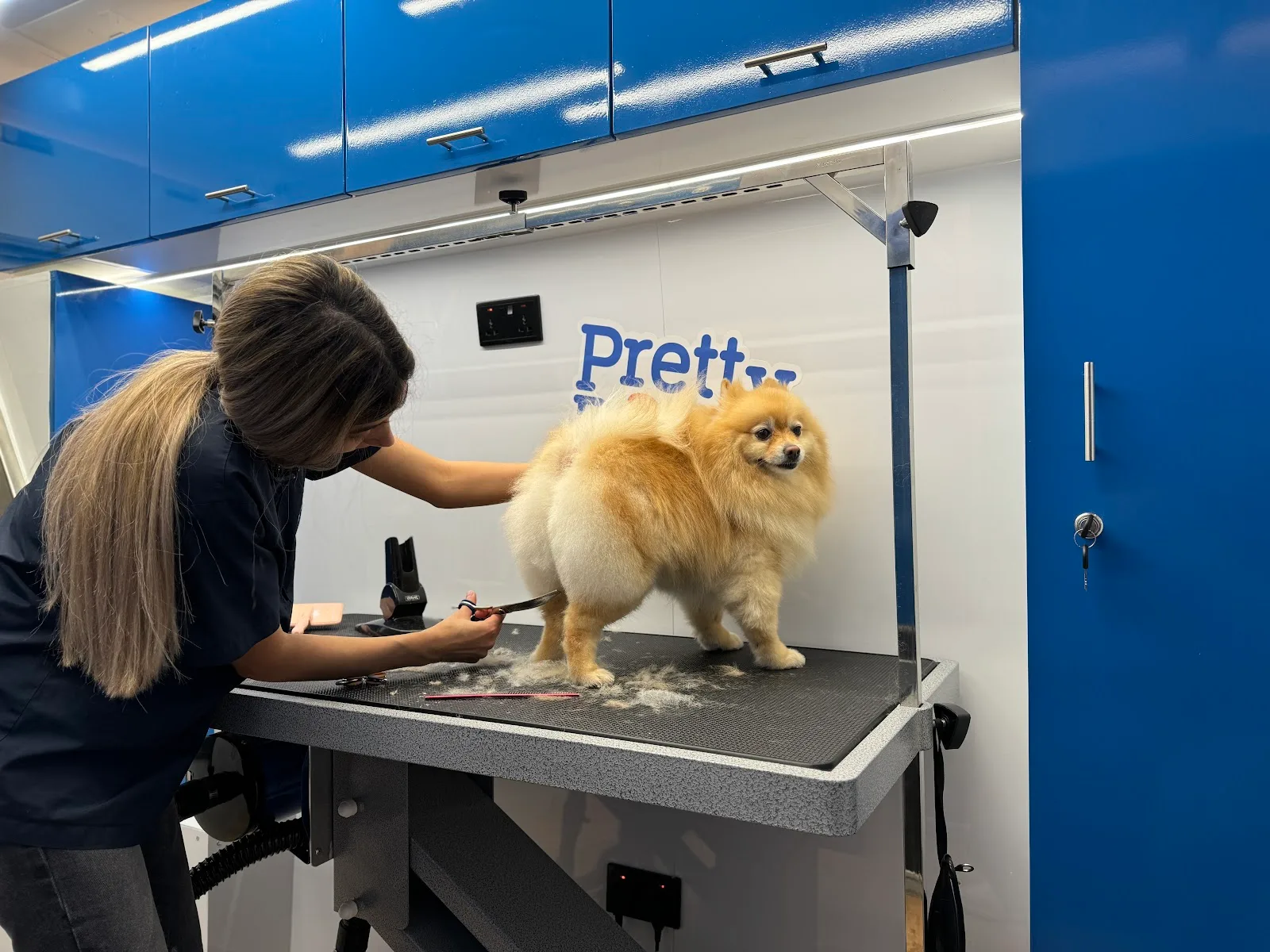 A Pomeranian being groomed inside the Pretty Paws mobile grooming van