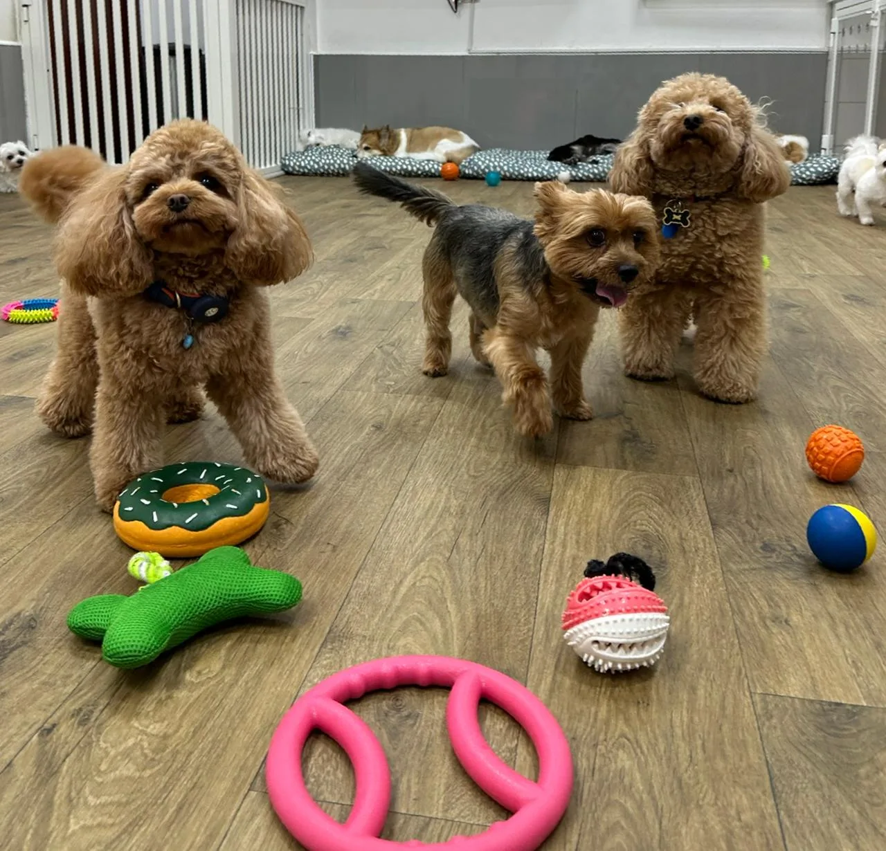 Dogs relaxing with toys and cosy beds in the Pretty Paws care room