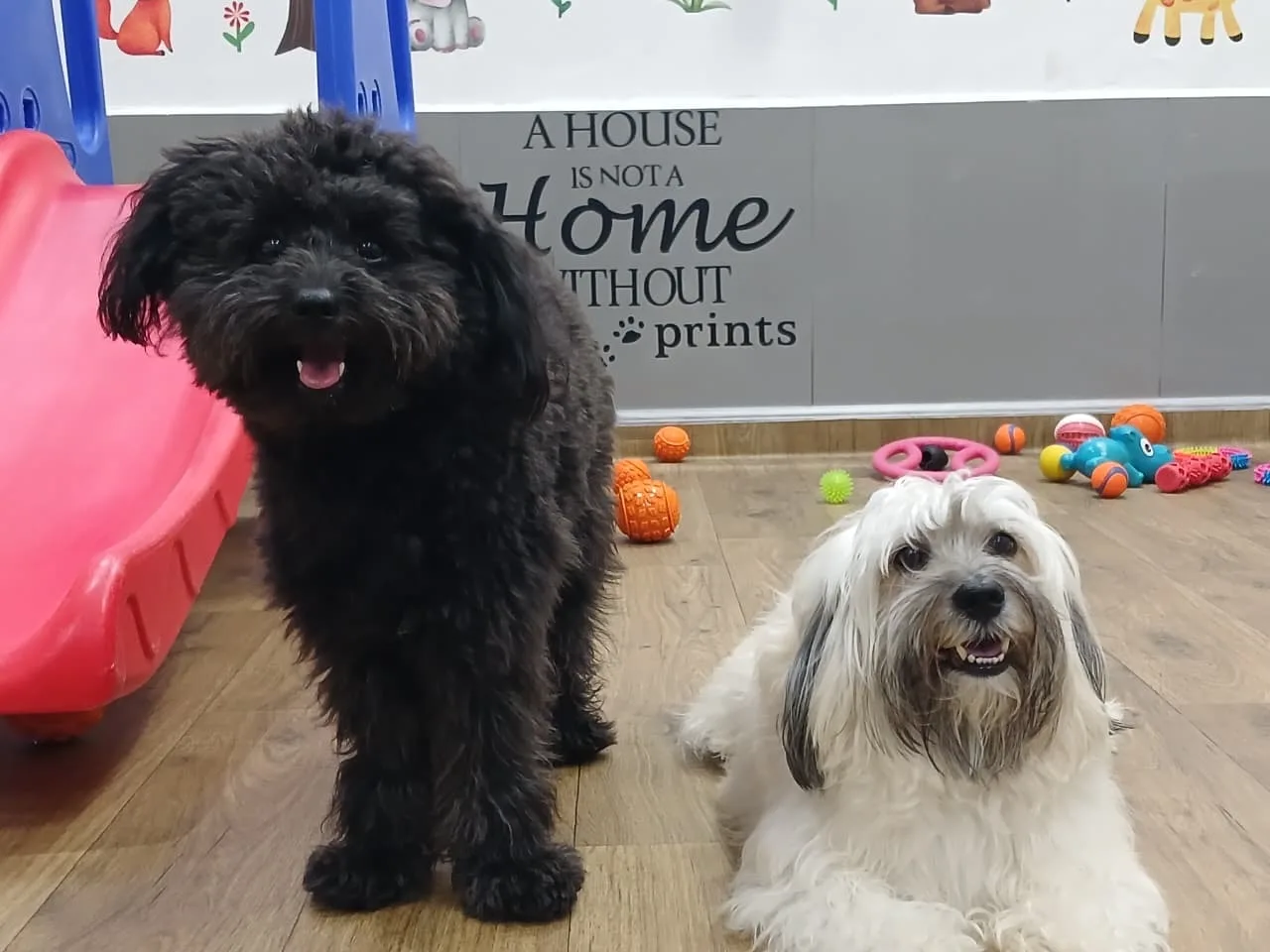 Two happy dogs playing in the Pretty Paws day care room
