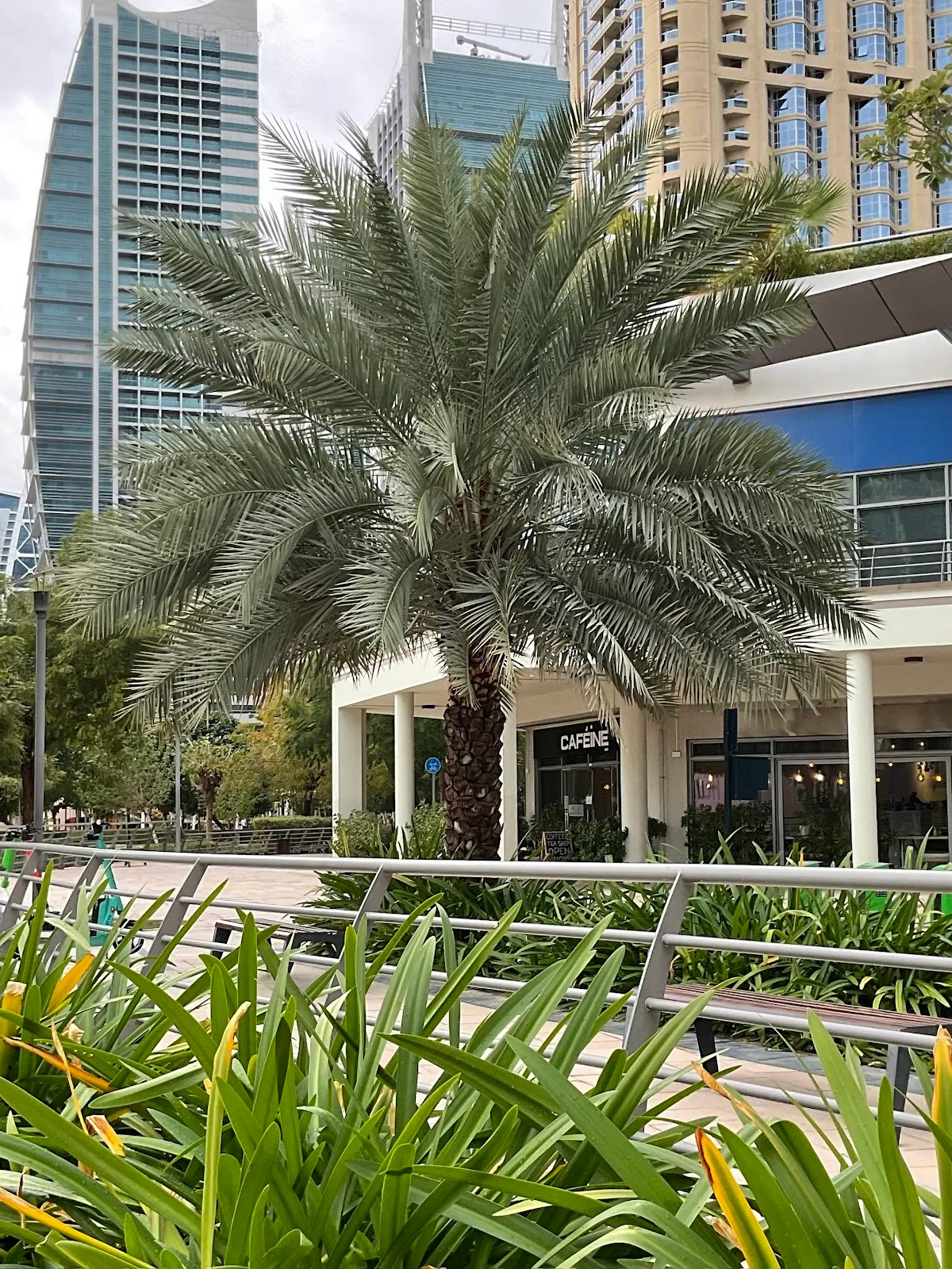 The café exterior seen from the JLT park, framed by a date palm and lush planting