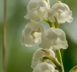Macro of lily of the valley
