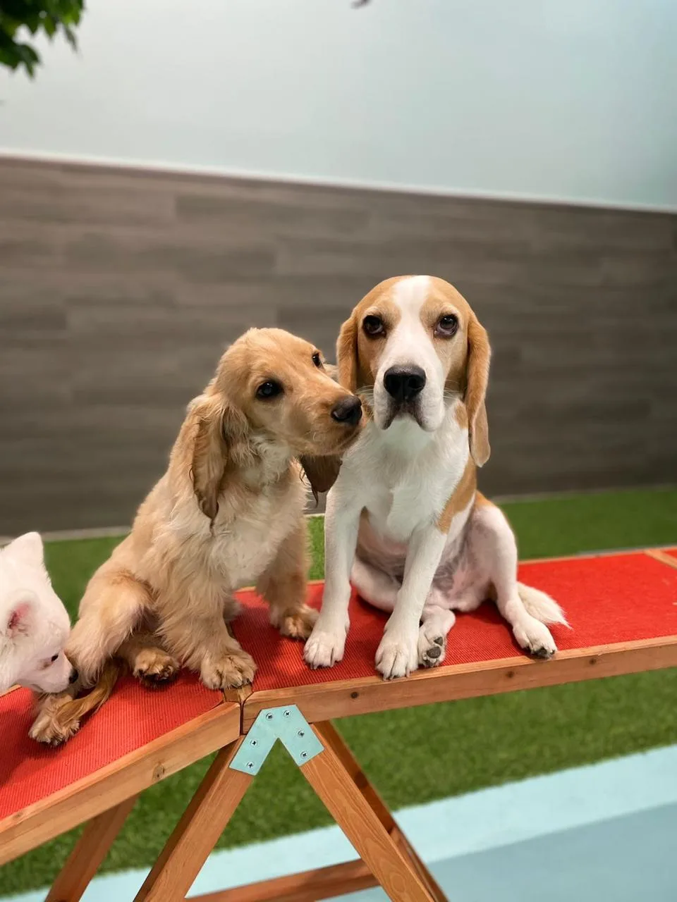 A cocker spaniel and beagle sitting together on a red bench