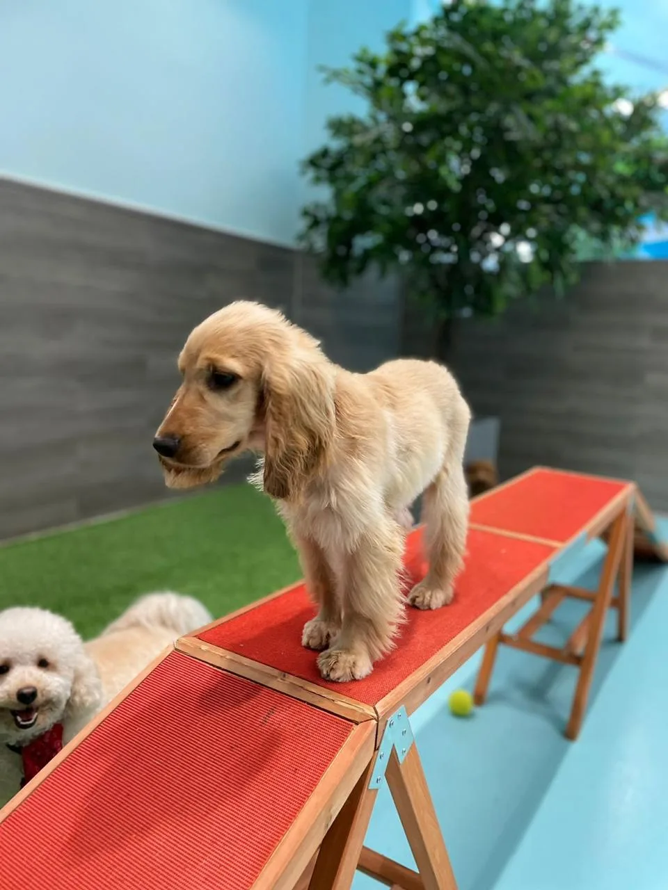 A cocker spaniel puppy confidently walking up a red agility ramp inside Petsville