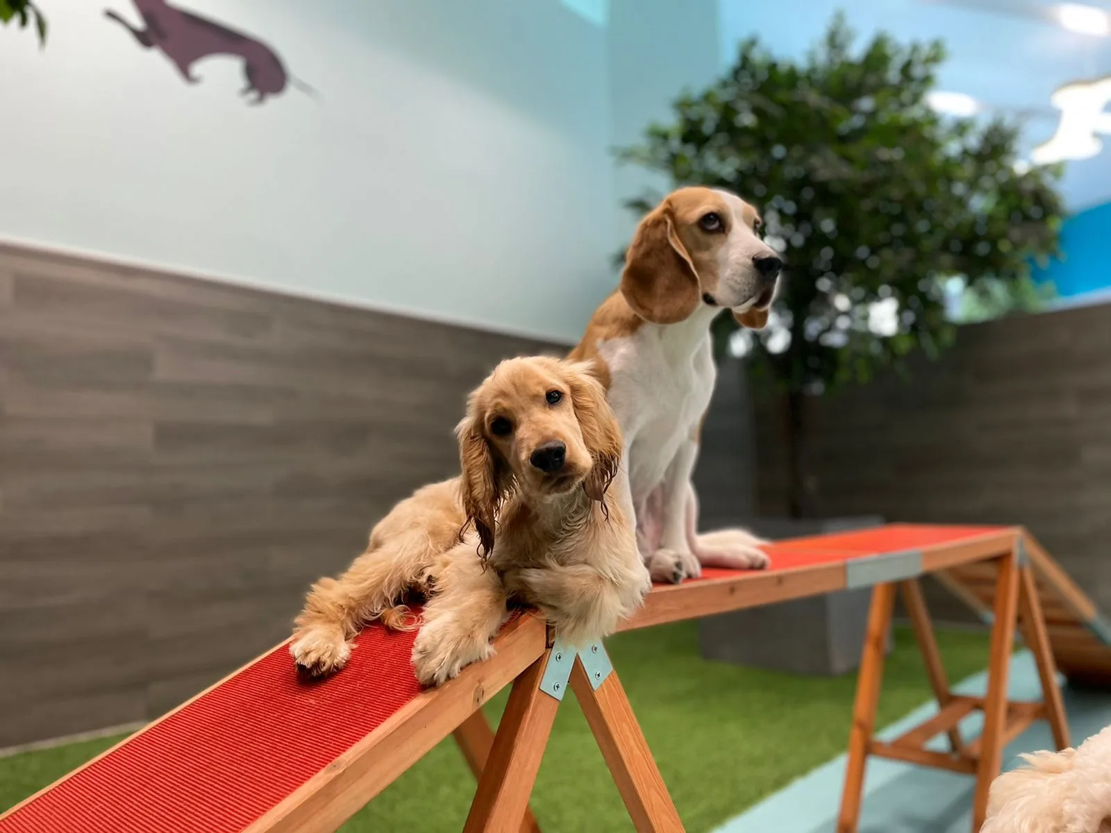 A cocker spaniel and a beagle resting on a red agility bench by indoor plants