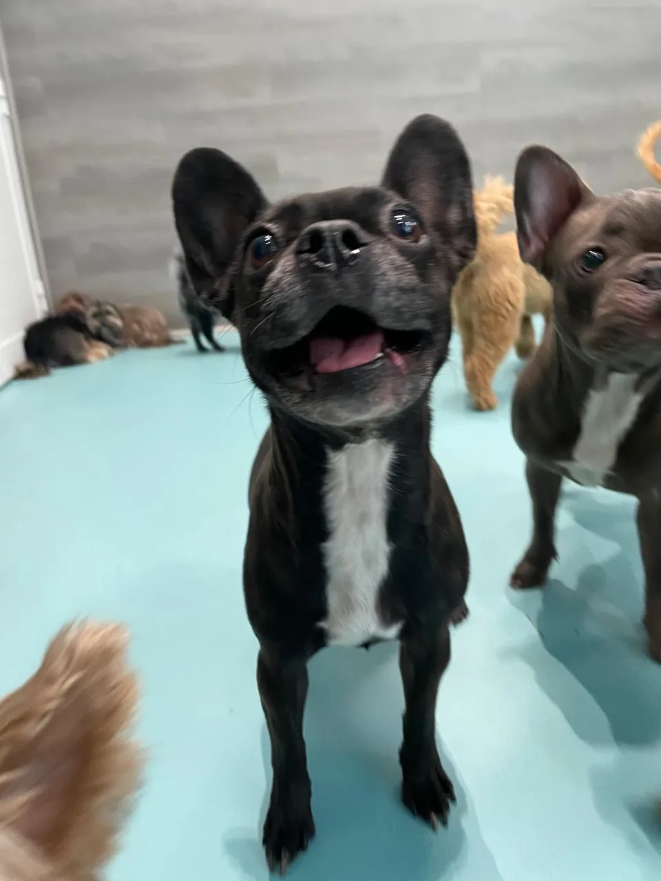 A freshly groomed French bulldog smiling at the camera