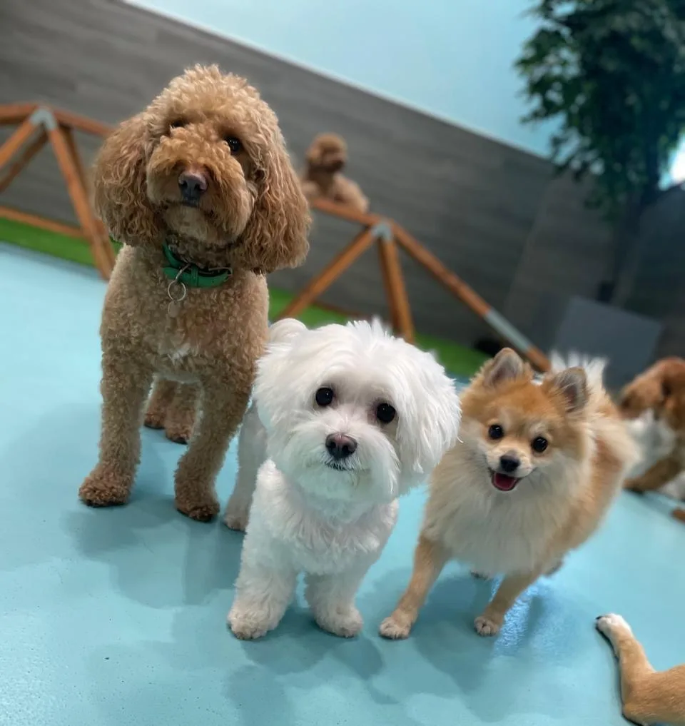 Three small dogs standing together indoors at Petsville
