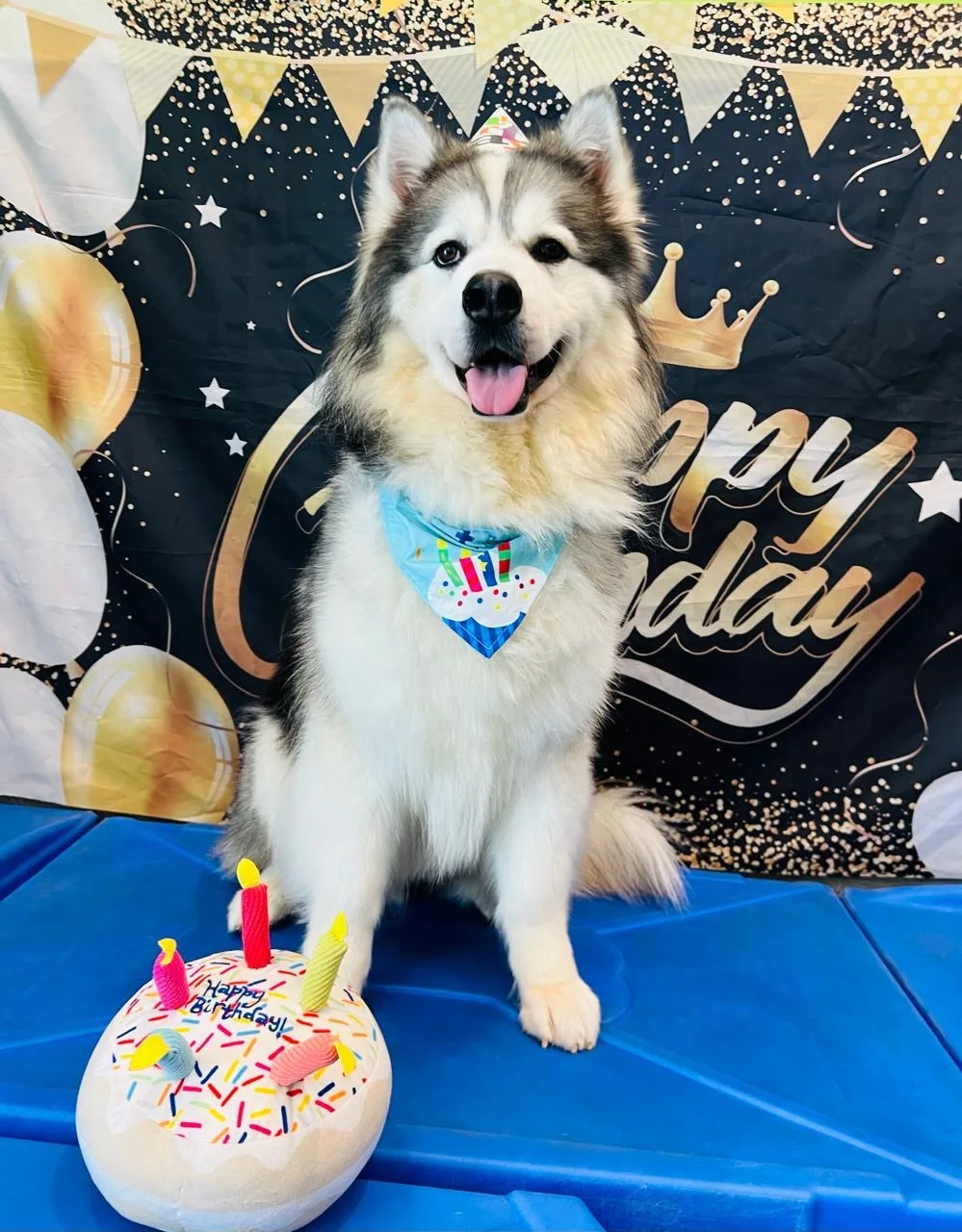A husky celebrating a birthday with a toy cake and party backdrop