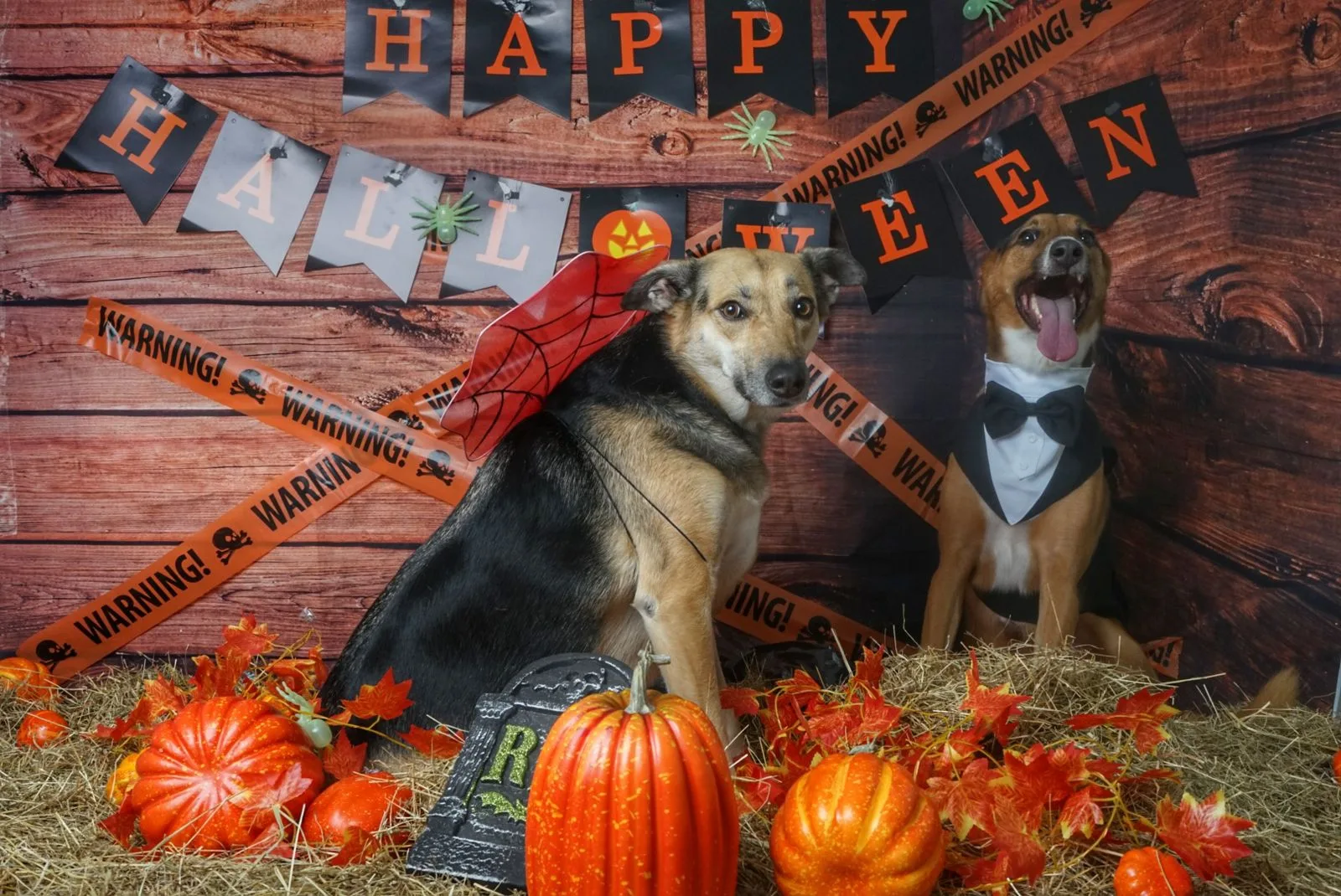 Two dogs in costumes at a Halloween-themed photo set