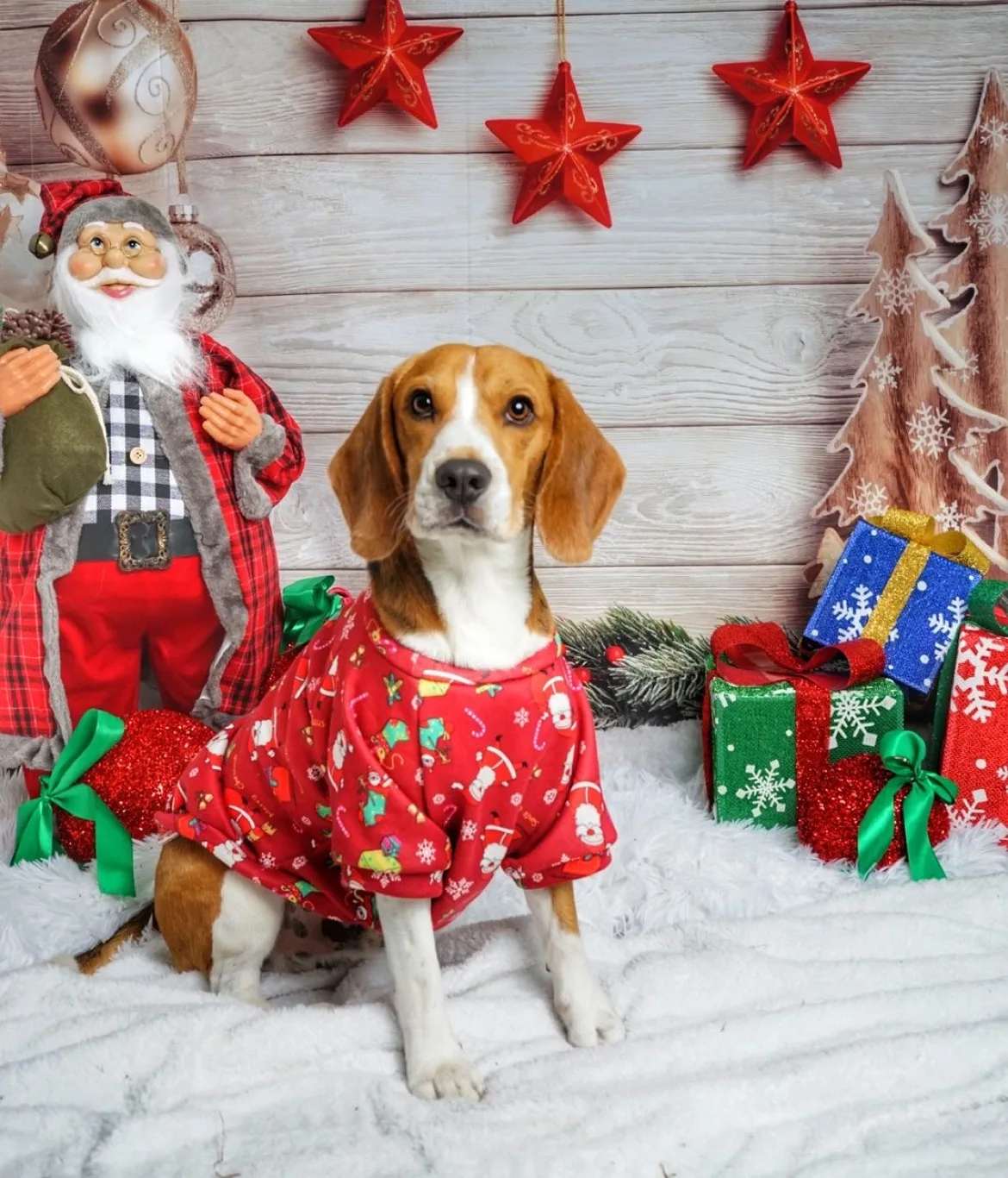 A beagle in a festive jumper at a Christmas photo session