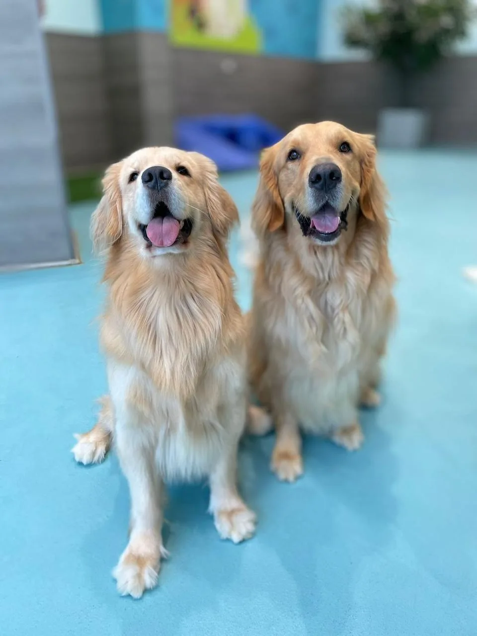 Two golden retrievers sitting happily on the bright turquoise play floor at Petsville