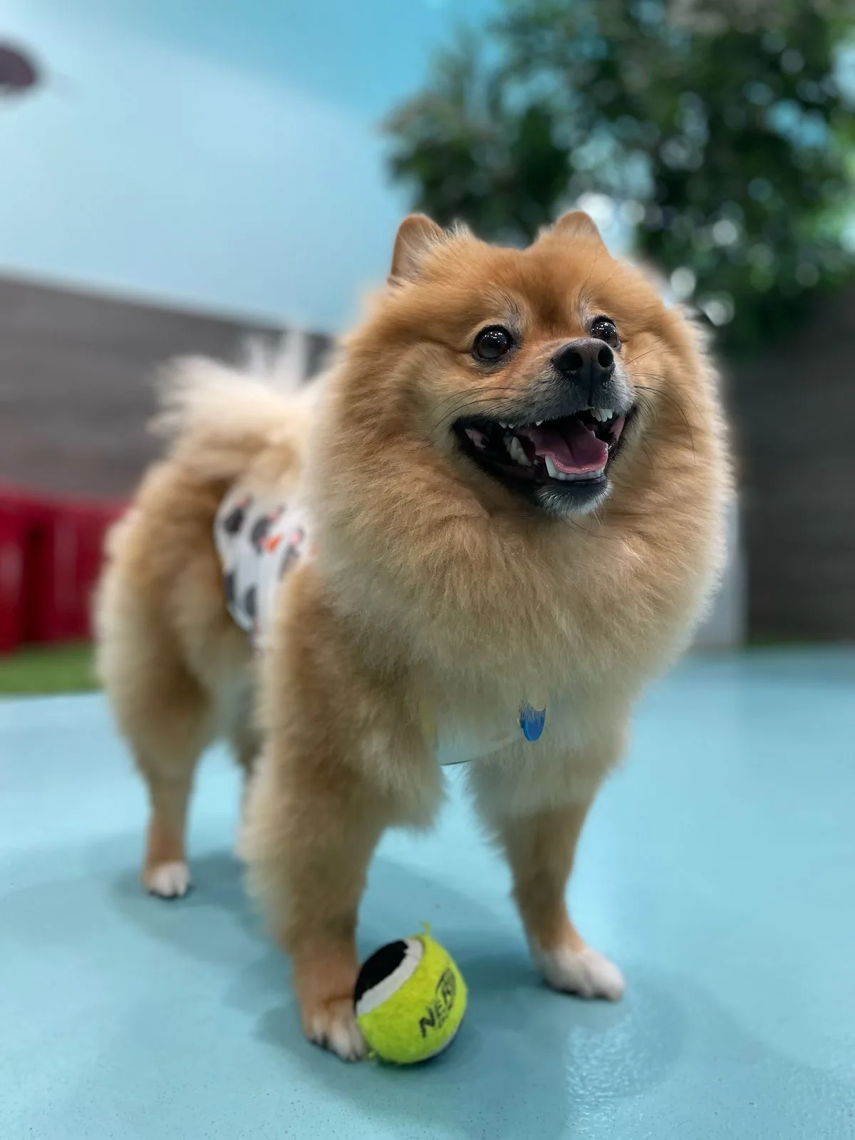 A happy Pomeranian playing with a tennis ball on the turquoise floor