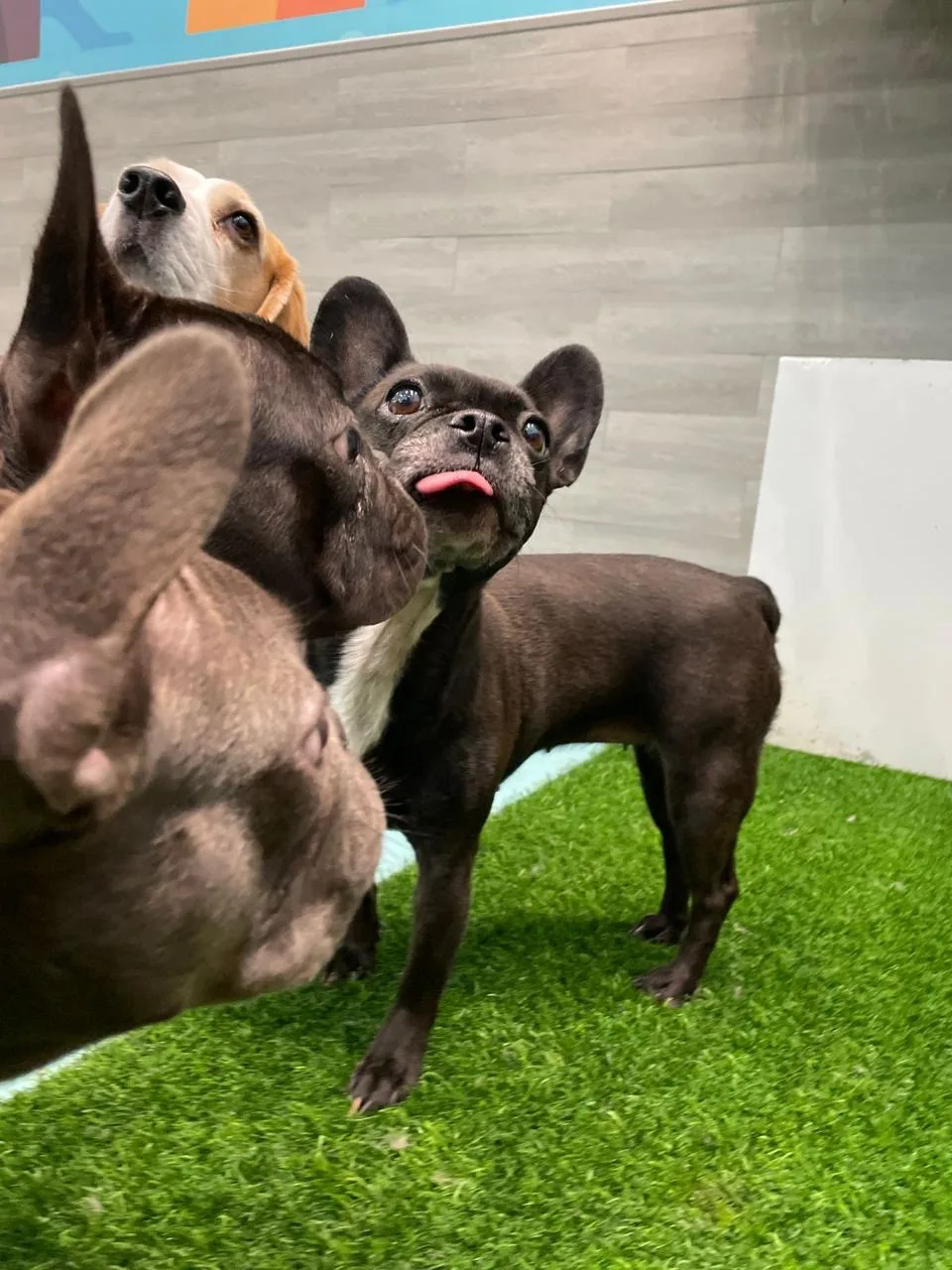 Two French bulldogs playing on indoor green turf