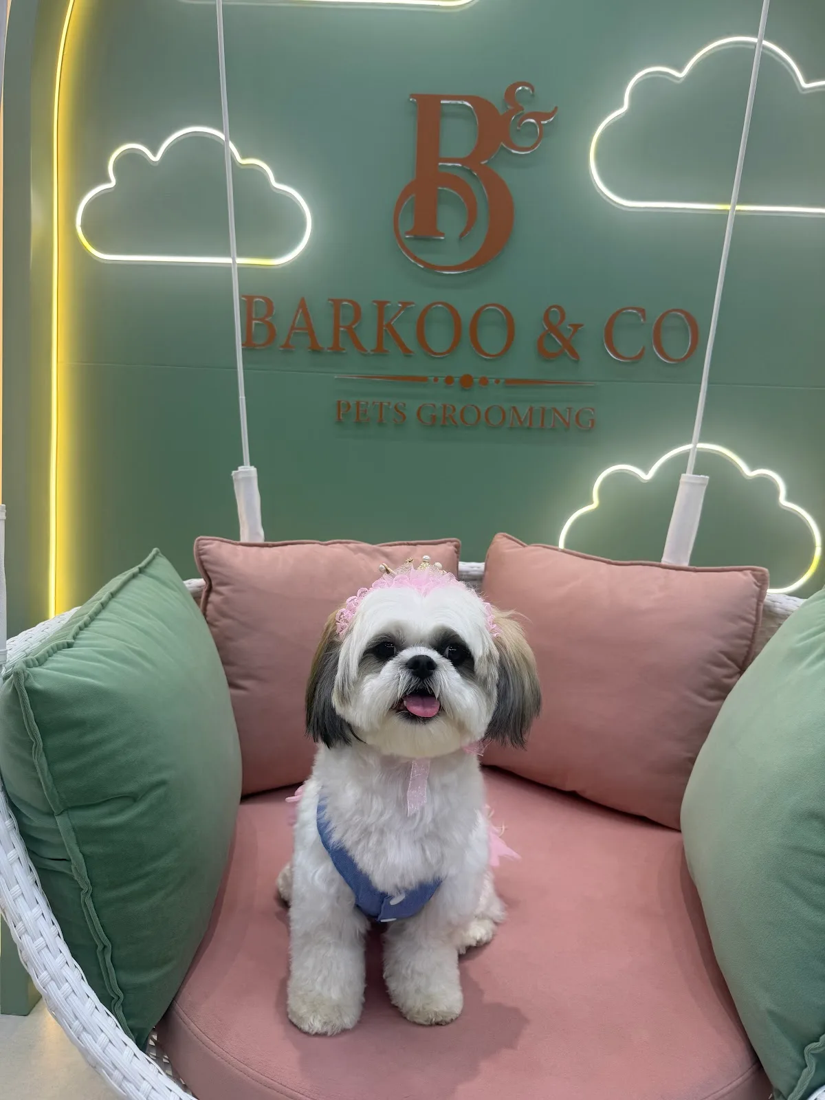 A freshly groomed Shih Tzu sitting on the Barkoo & Co cloud swing seat