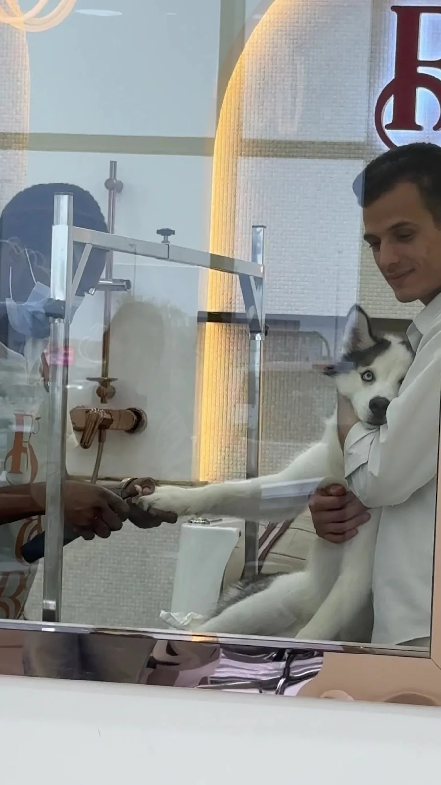 A husky being gently handled by a groomer
