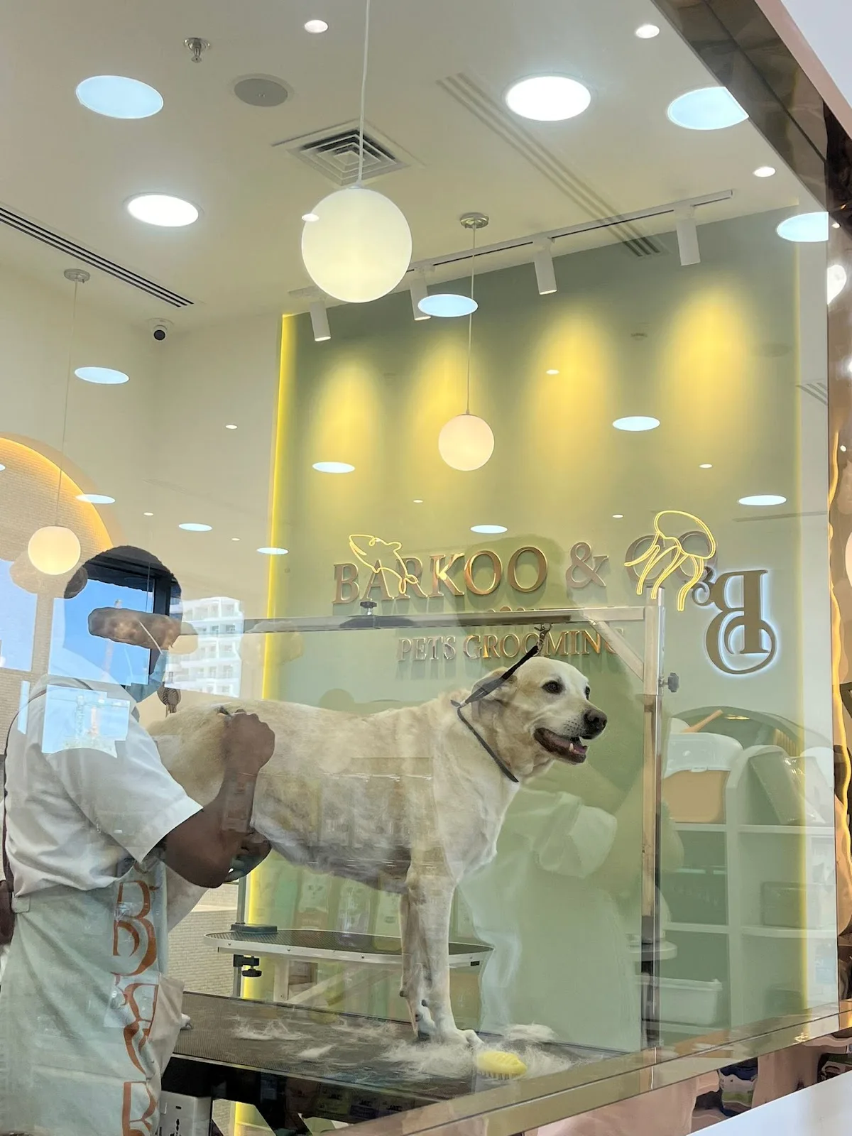 A Labrador being groomed behind the glass at Barkoo & Co