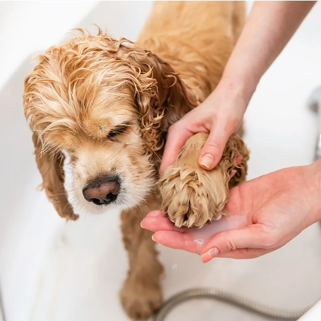 A dog's paw being gently washed