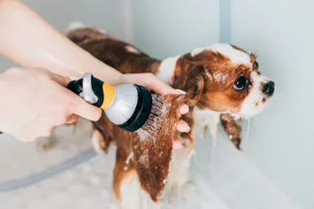 A spaniel being washed with a brush attachment