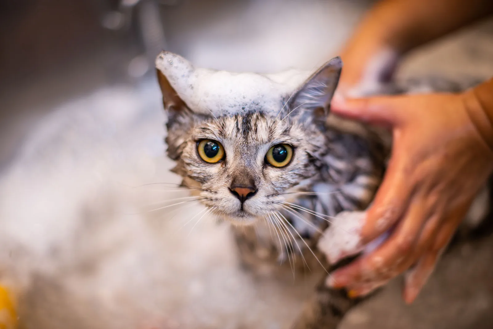 A cat being gently bathed with a soft lather