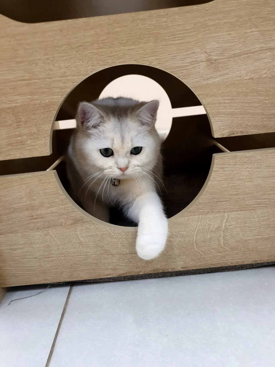 A silver tabby cat peeking through a wooden play box