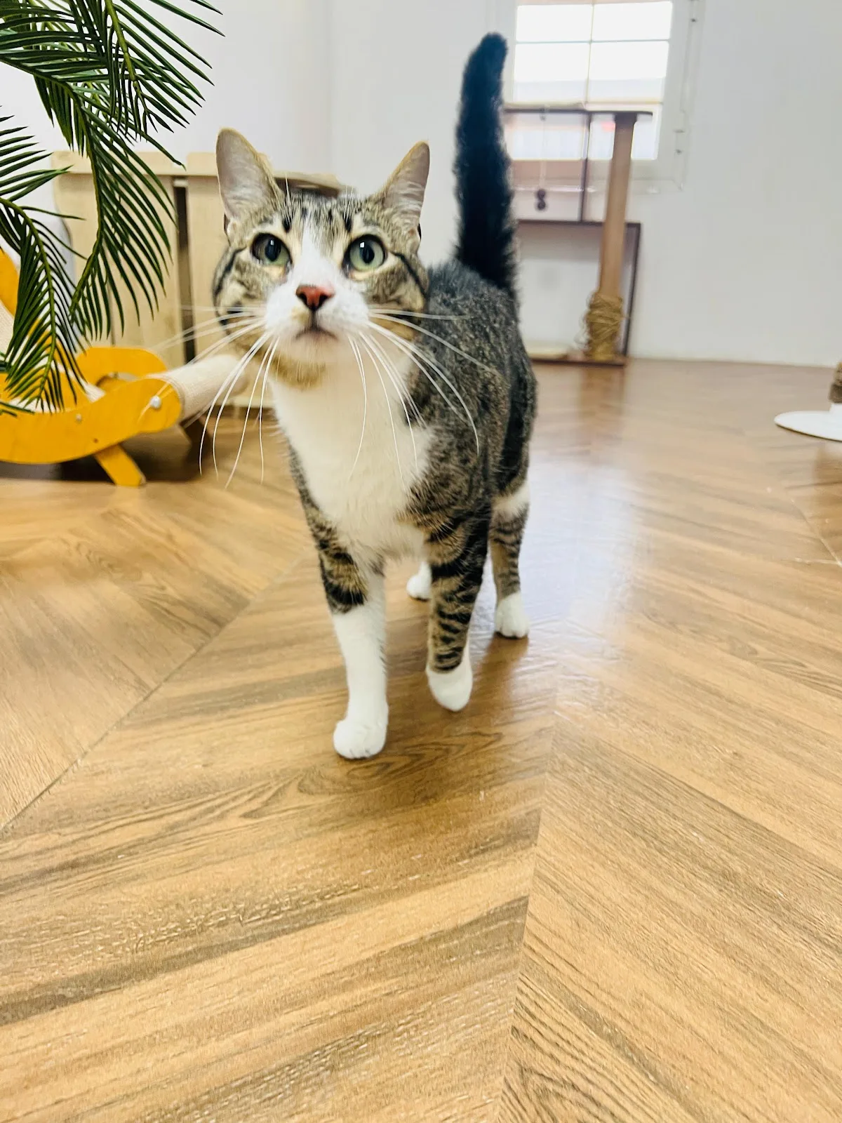 A tabby-and-white cat walking on the wooden floor of the cat lounge