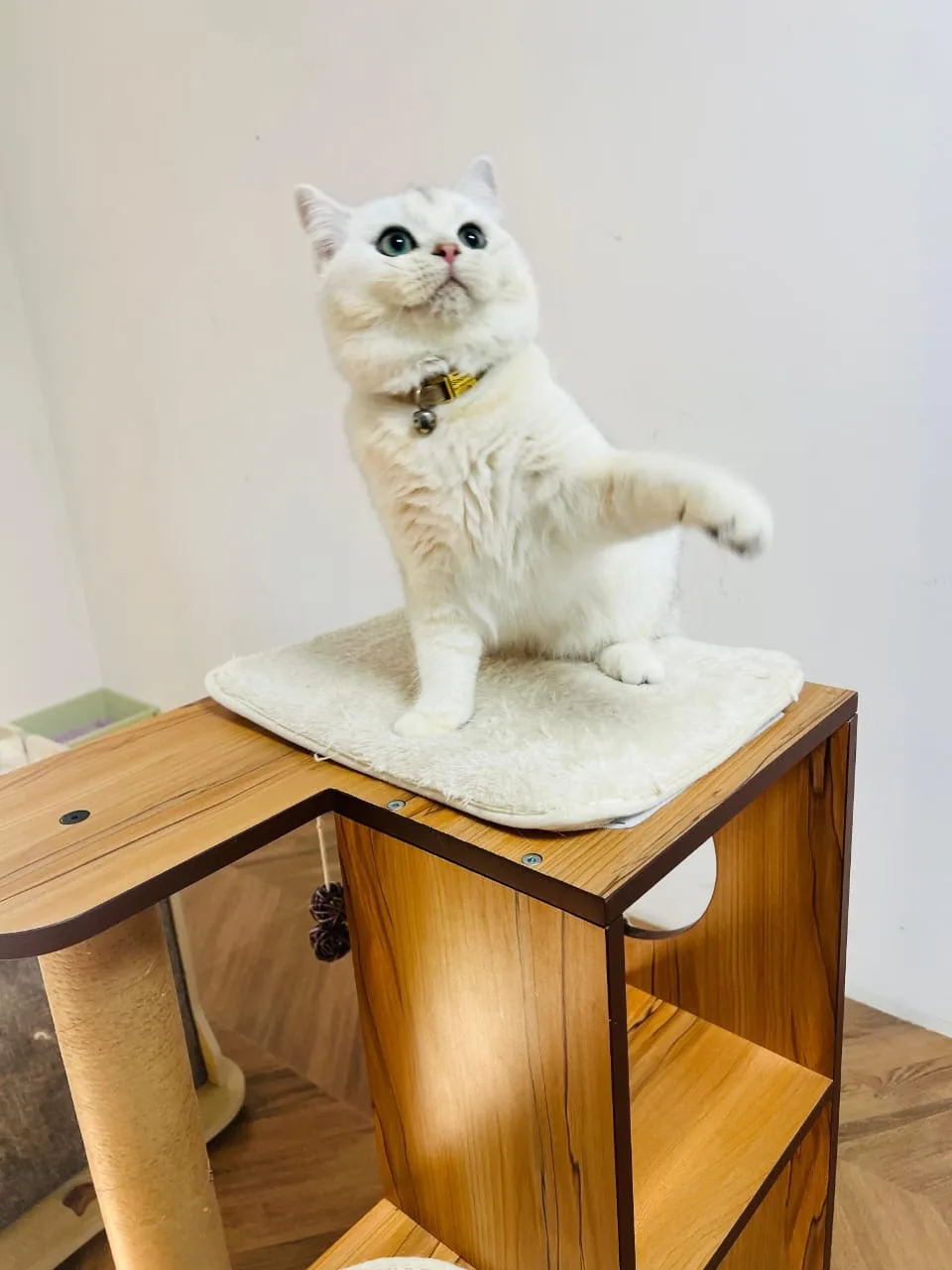 A white cat reaching up from a wooden cat tree