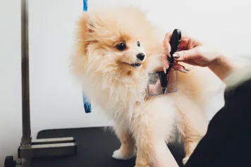 A small fluffy dog being brushed and groomed