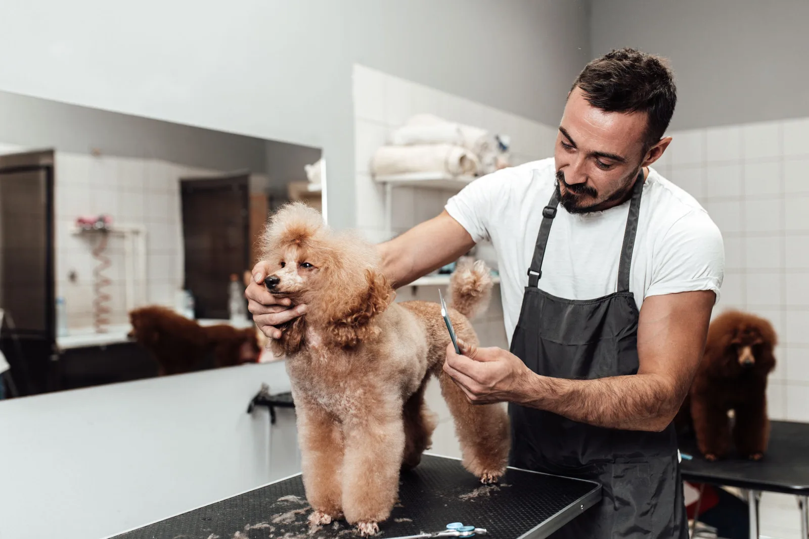 A groomer carefully trimming a poodle on the grooming table
