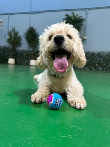 A cream cockapoo with a tennis ball on the green floor