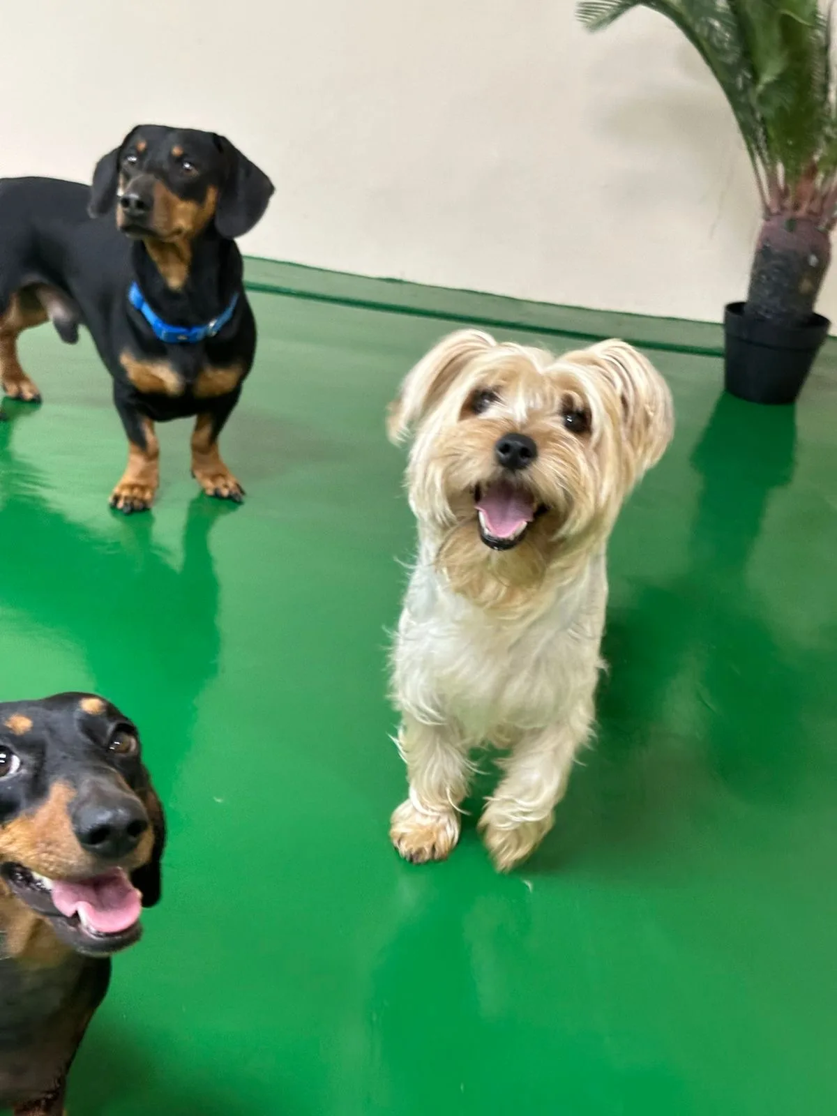 Two dachshunds and a yorkie waiting for play to start
