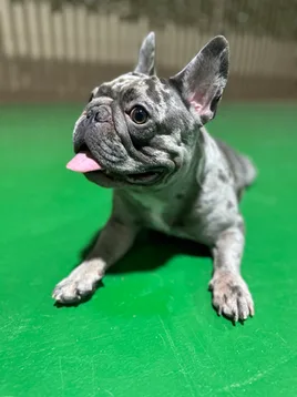 A merle French bulldog relaxing on the play floor