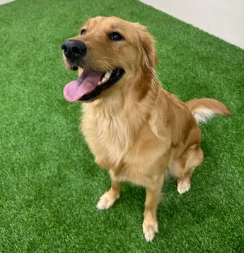 A happy golden retriever sitting on the play turf at BarkVille
