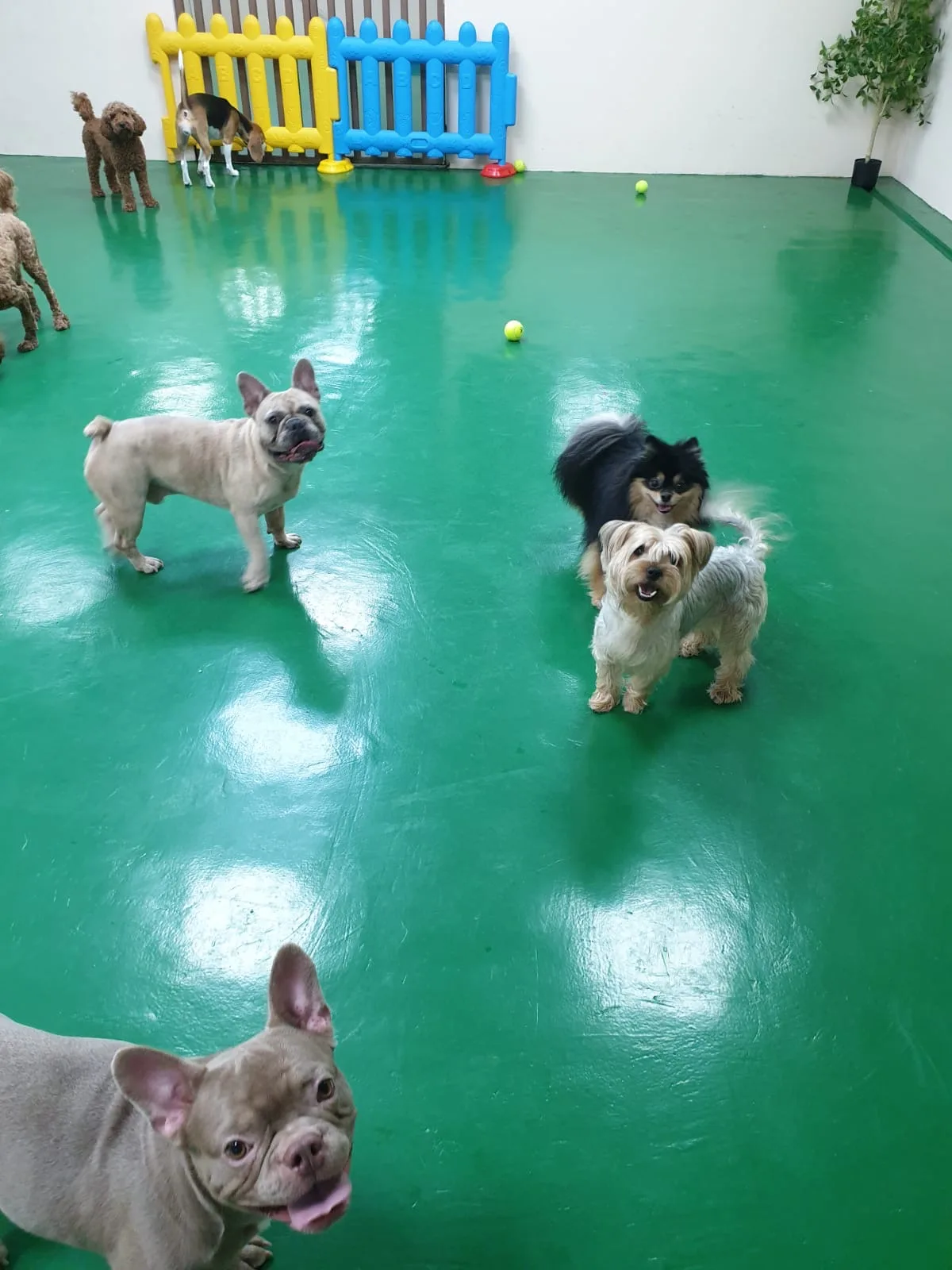 A group of small dogs playing together on the daycare floor