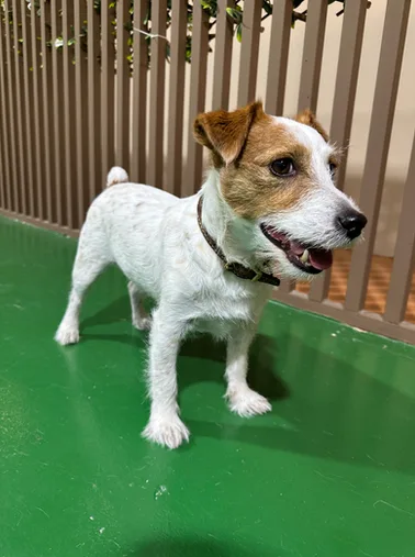 A Jack Russell terrier standing alert on the play floor