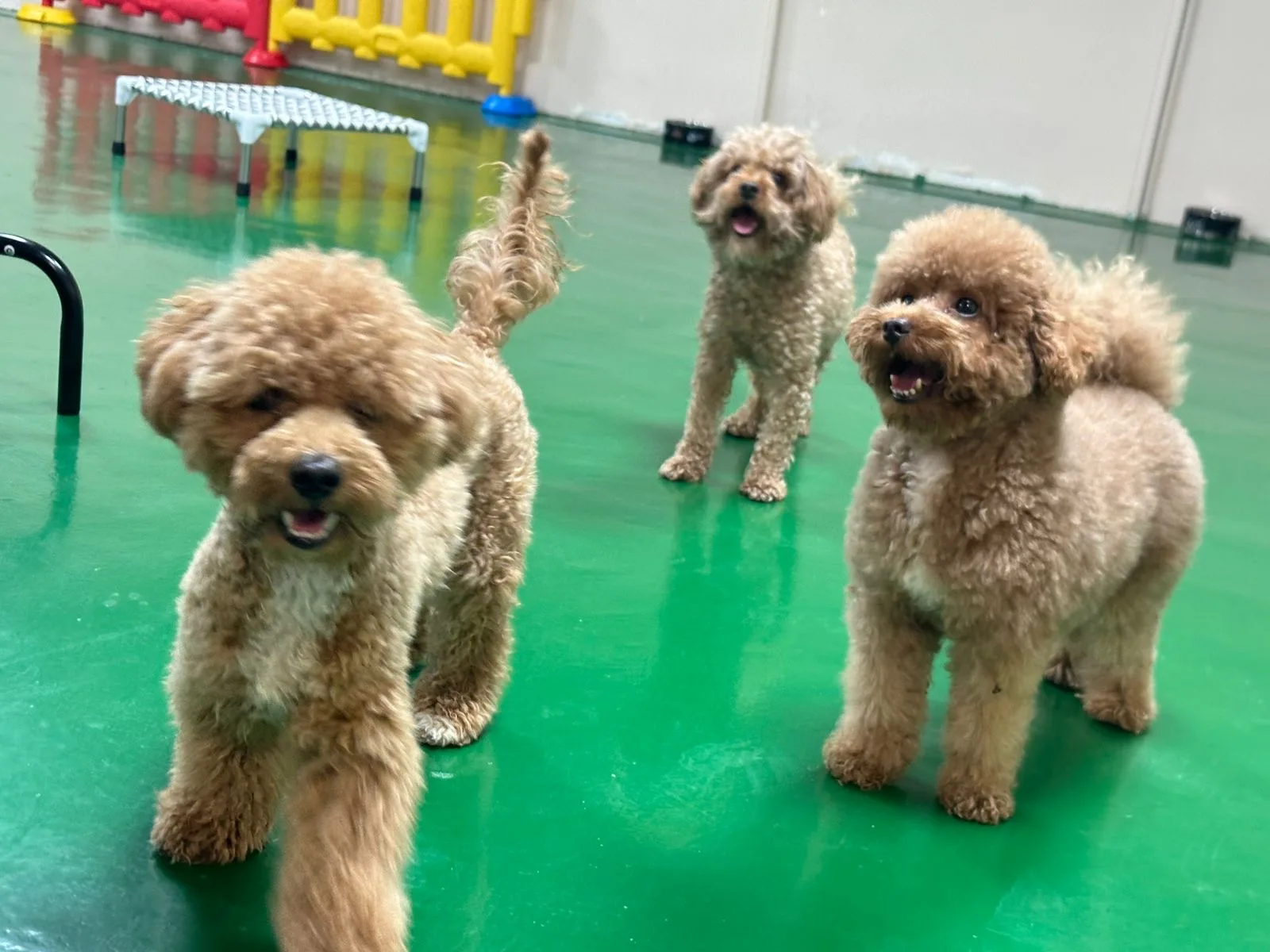 Three toy poodles trotting across the play floor