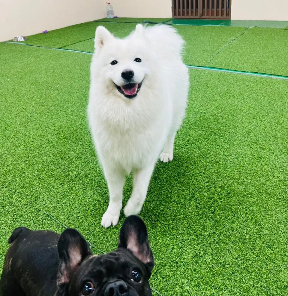 A smiling white Samoyed and a French bulldog on the play turf
