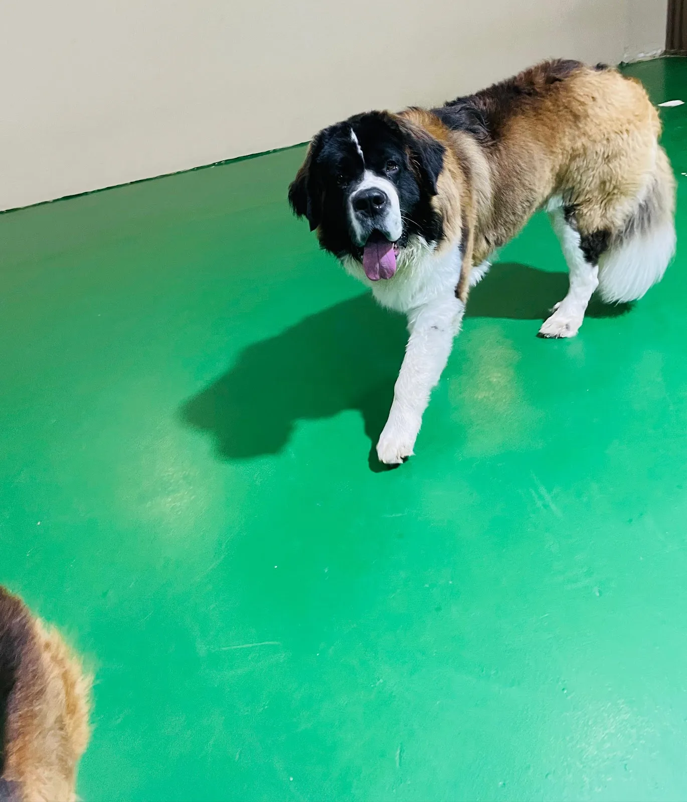 A large Saint Bernard walking across the play floor
